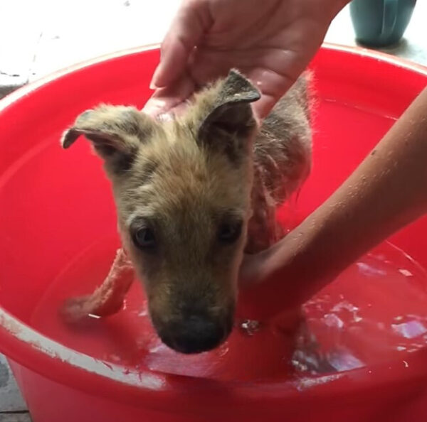 Del abandono a la alegría: la transformación de un cachorro resiliente-1