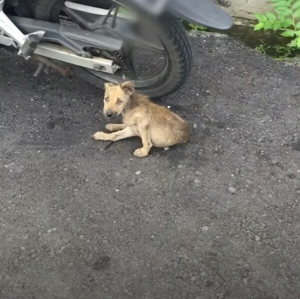 Del abandono a la alegría: la transformación de un cachorro resiliente-1