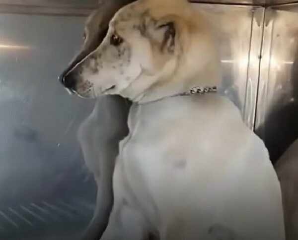 De la desesperación a la alegría: el viaje milagroso de un perro para encontrar a su verdadera familia-1