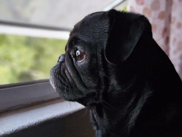 De la desesperación a la alegría: el increíble viaje de un cachorro abandonado hacia la felicidad-1