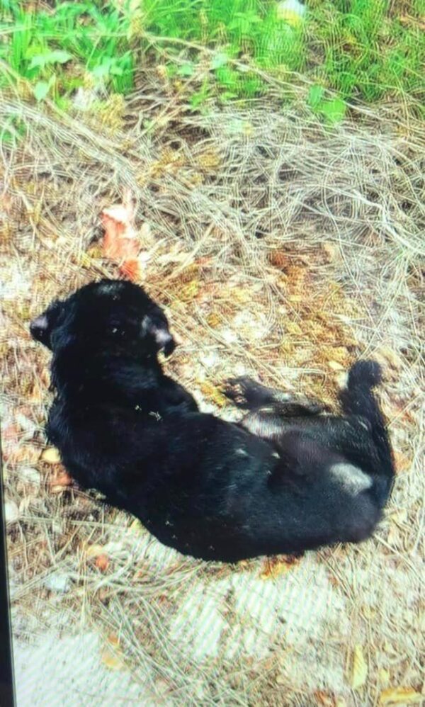 De la desesperación a la alegría: el increíble viaje hacia la felicidad de un cachorro abandonado-1