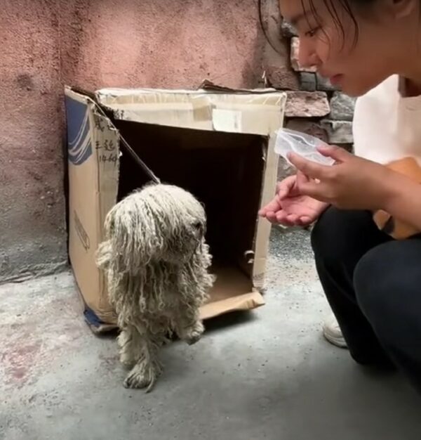 De la desesperación a la alegría: el desgarrador viaje de un perro hambriento encontrado debajo de un auto-1