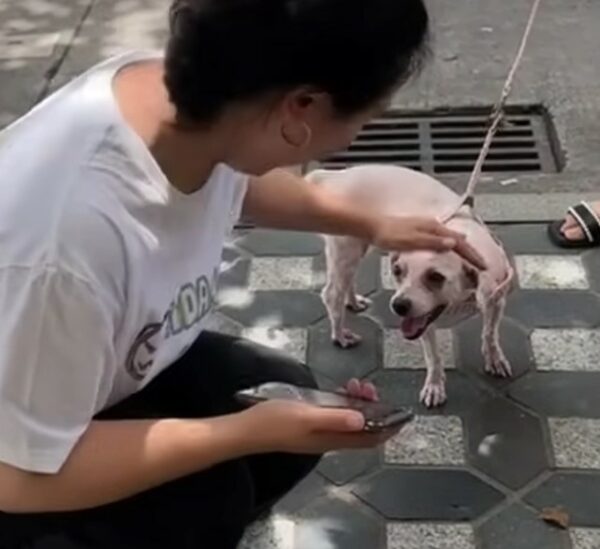 De la desesperación a la alegría: el desgarrador viaje de un perro hambriento encontrado debajo de un auto-1