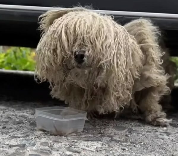 De la desesperación a la alegría: el desgarrador viaje de un perro hambriento encontrado debajo de un auto-1