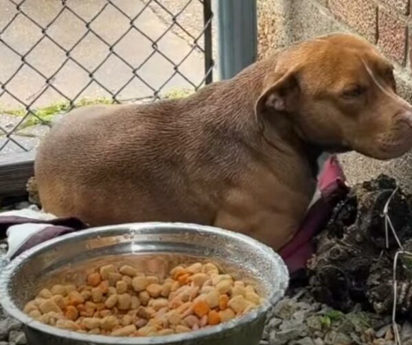 Del miedo a la eternidad: el increíble viaje de un cachorro rescatado-1