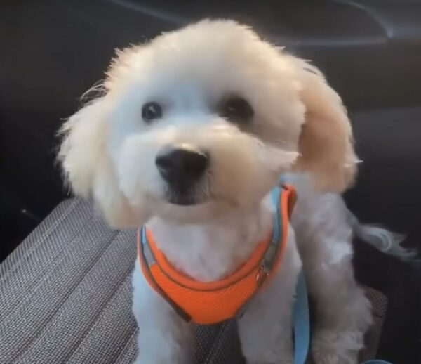 De una noche de tormenta a un cálido abrazo: el viaje de un cachorro tembloroso-1