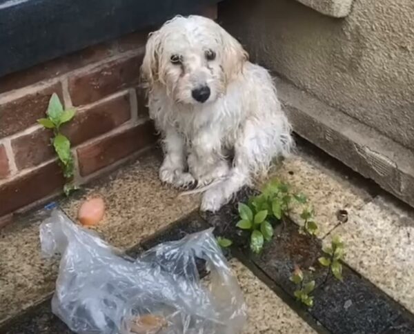 De una noche de tormenta a un cálido abrazo: el viaje de un cachorro tembloroso-1