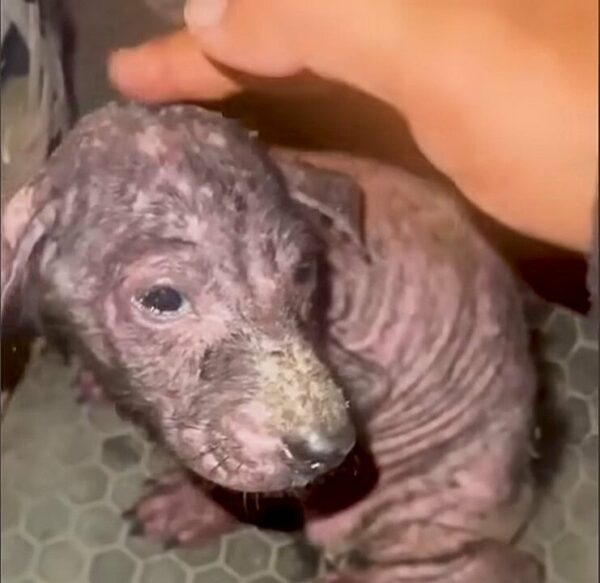 From Trash to Treasure: The Unbelievable Journey of a Shivering Pup-1