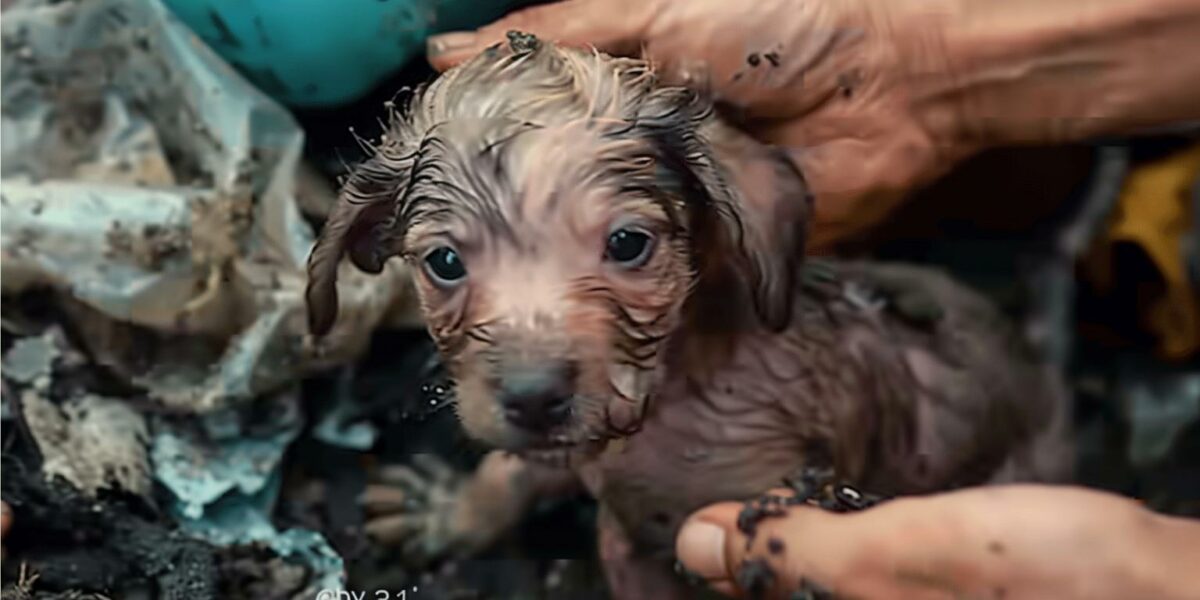 From Trash to Treasure: The Unbelievable Journey of a Shivering Pup