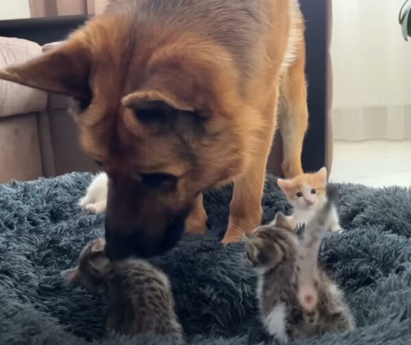 El corazón de un pastor alemán se derrite cuando unos gatitos juguetones le roban la cama. ¡Lo que sucede después te sorprenderá!-1