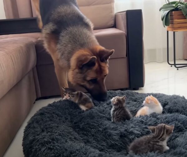 German Shepherd's Heart Melts as Playful Kittens Steal His Bed—What Happens Next Will Amaze You!-1