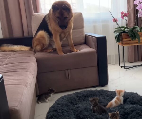 German Shepherd's Heart Melts as Playful Kittens Steal His Bed—What Happens Next Will Amaze You!-1