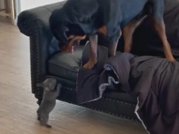 Giant Rottweiler's Unexpected Reaction to Tiny New Sibling Will Leave You in Stitches-1