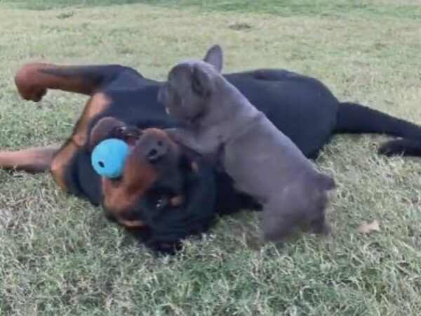 La inesperada reacción del rottweiler gigante ante su pequeño nuevo hermano te dejará en puntadas-1