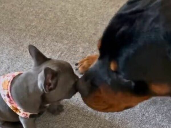 La inesperada reacción del rottweiler gigante ante su pequeño nuevo hermano te dejará en puntadas-1