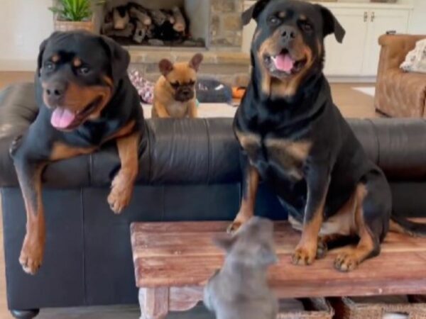 Giant Rottweiler's Unexpected Reaction to Tiny New Sibling Will Leave You in Stitches-1