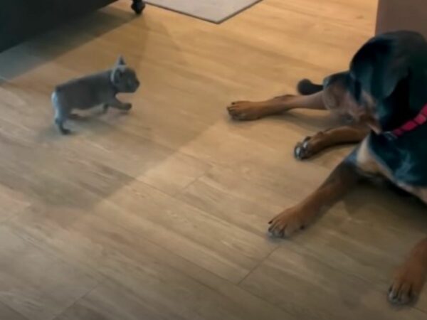 Giant Rottweiler's Unexpected Reaction to Tiny New Sibling Will Leave You in Stitches-1