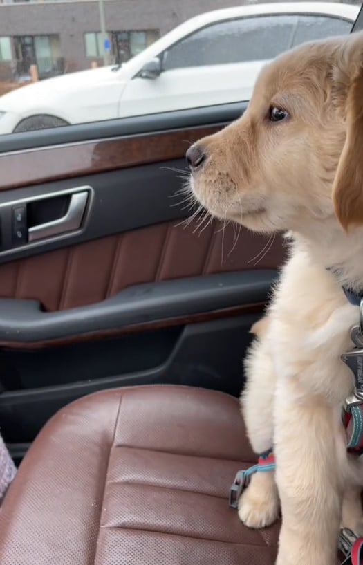 El adorable encuentro del Golden Retriever con los limpiaparabrisas derretirá tu corazón-1