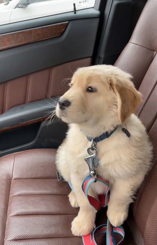 El adorable encuentro del Golden Retriever con los limpiaparabrisas derretirá tu corazón-1