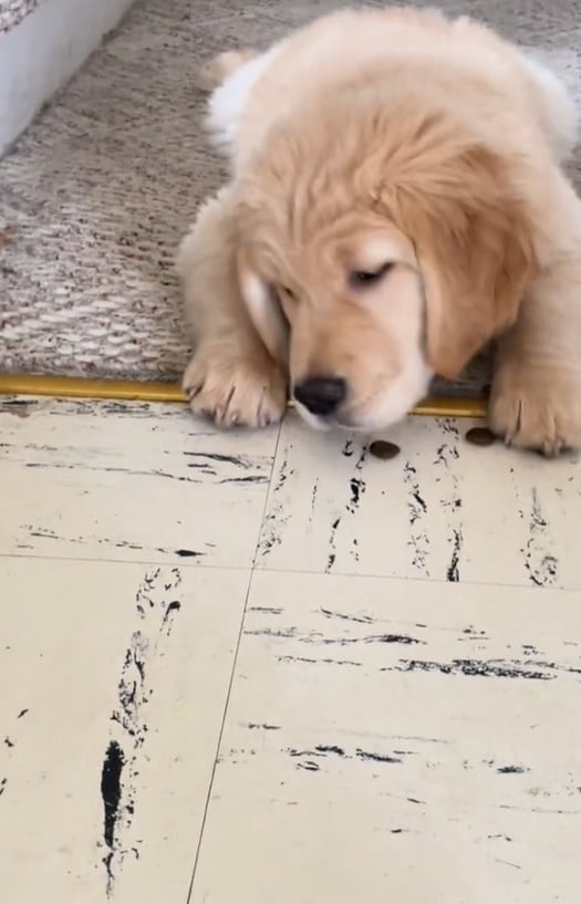 El adorable encuentro del Golden Retriever con los limpiaparabrisas derretirá tu corazón-1