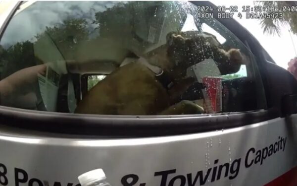 Heart-Wrenching Rescue: Dog Found in Overheated U-Haul While Owners Bask at Beach-1