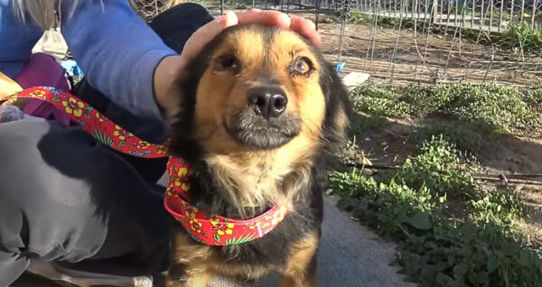 Historia desgarradora de un perro que enfrentó el rechazo pero encontró el amor verdadero-1