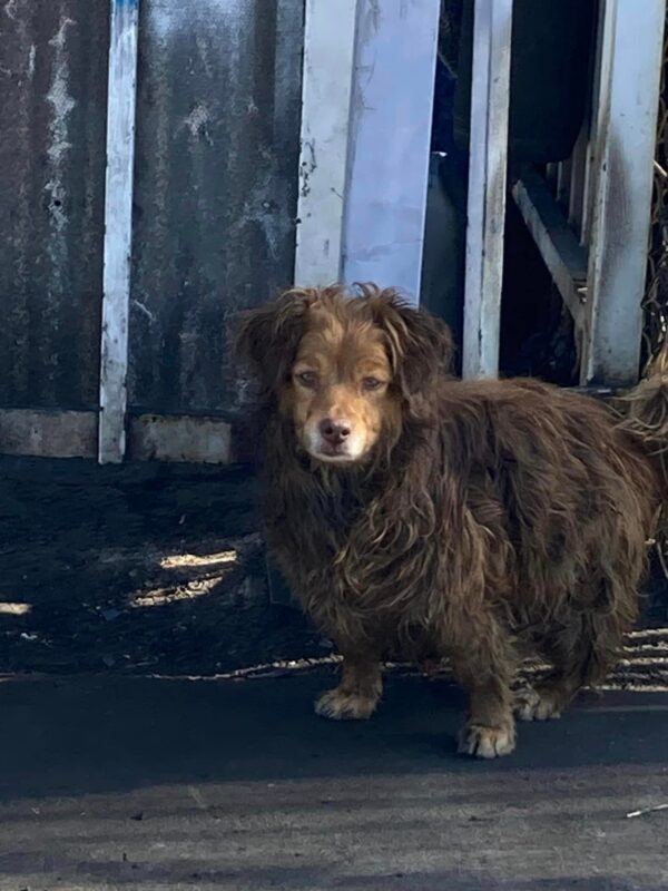 Cachorro desconsolado encuentra nueva esperanza en rescatadores inesperados-1