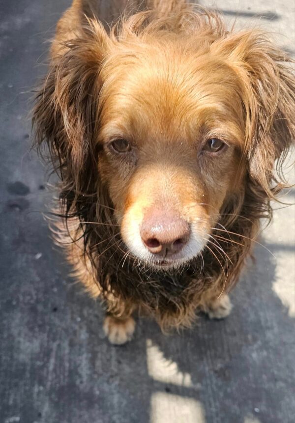 Cachorro desconsolado encuentra nueva esperanza en rescatadores inesperados-1