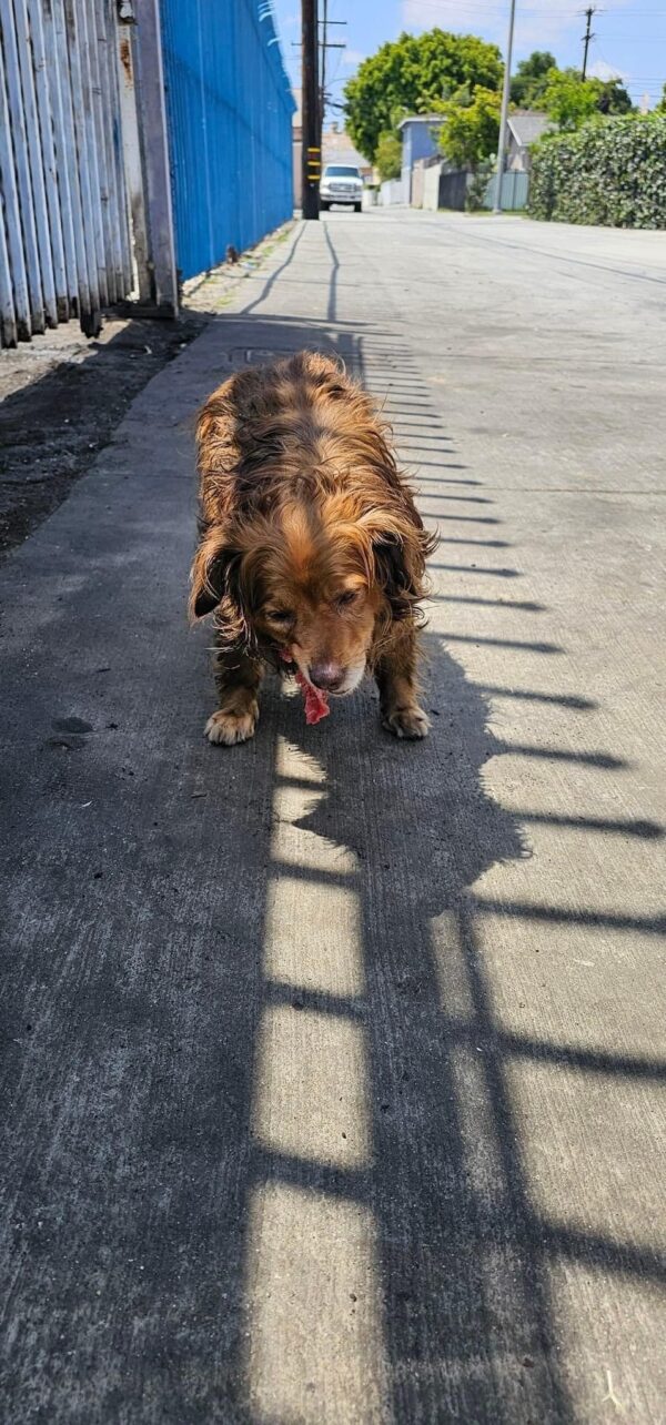 Cachorro desconsolado encuentra nueva esperanza en rescatadores inesperados-1