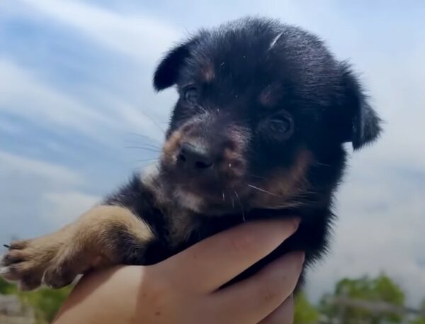 Encuentro sincero: la decisión de un estudiante de intercambio cambia la vida de un pequeño cachorro-1