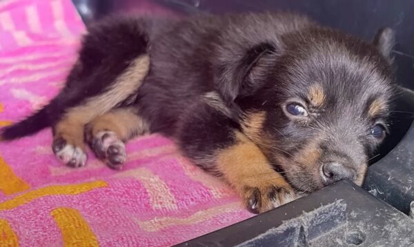 Encuentro sincero: la decisión de un estudiante de intercambio cambia la vida de un pequeño cachorro-1