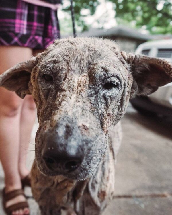 Rescate sincero: los 6 años de perro encadenado terminan en una feliz transformación-1