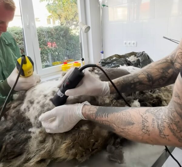 Increíble rescate: el perro se transforma después de que el peluquero le quitara 14 libras de pelo-1