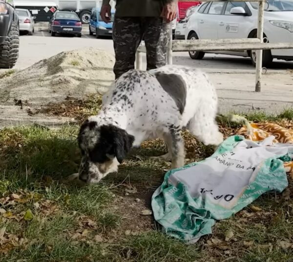 Increíble rescate: el perro se transforma después de que el peluquero le quitara 14 libras de pelo-1