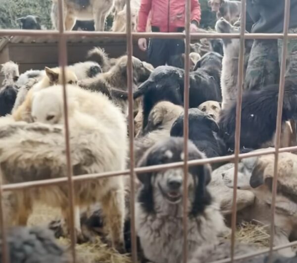 Increíble rescate: el perro se transforma después de que el peluquero le quitara 14 libras de pelo-1