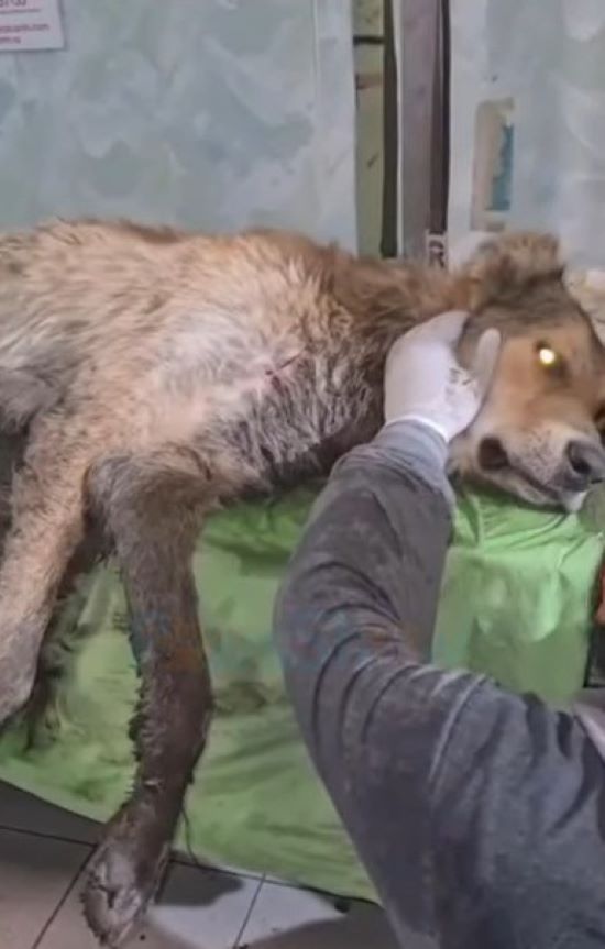 Incredible Rescue: Injured Dog Found Under Bridge Gets Second Chance-1