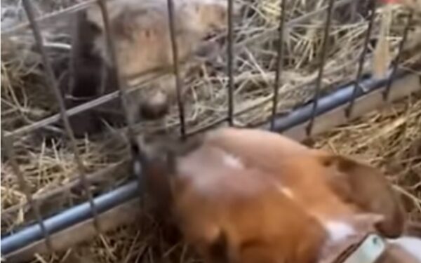 Lamb Left Heartbroken by Mom Finds Unexpected Love in a Farm Dog-1