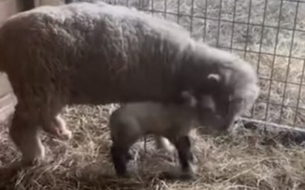 Lamb Left Heartbroken by Mom Finds Unexpected Love in a Farm Dog-1