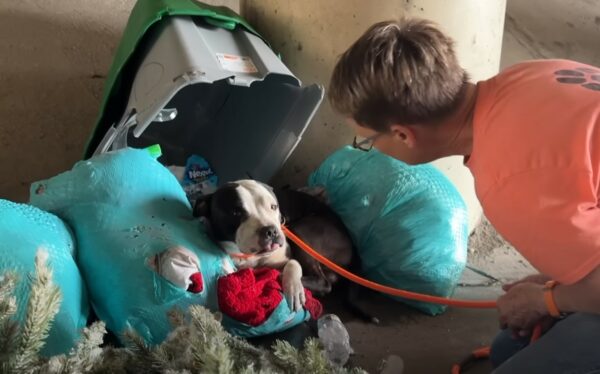 Little Pup Found in Trash Under Highway Can't Hide His Joy at Seeing Rescuers-1