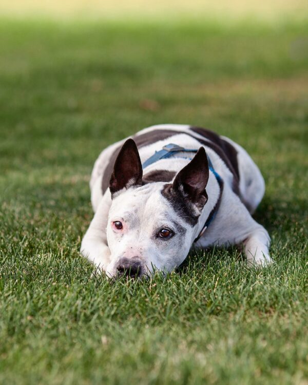 Lonely Shelter Dog's 650-Day Wait Ends with an Unforgettable Surprise-1