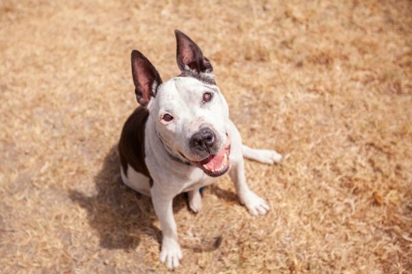 Lonely Shelter Dog's 650-Day Wait Ends with an Unforgettable Surprise-1