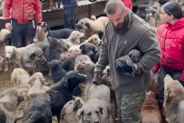 La súplica emocional del hombre para salvar a los perros de un refugio condenados le tocará la fibra sensible-1