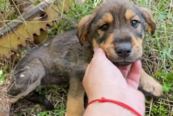 El sincero rescate de un cachorro indefenso por parte del hombre: una historia de supervivencia milagrosa-1