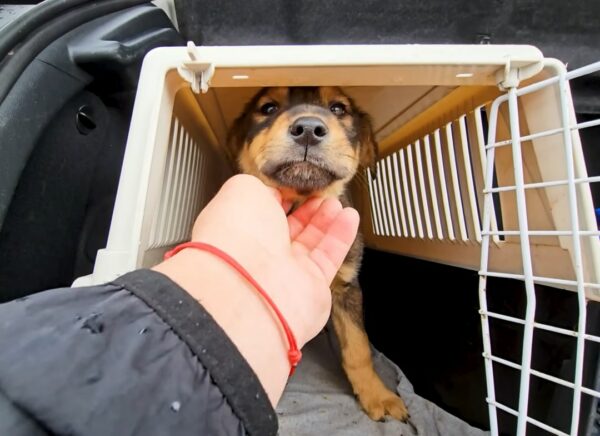 El sincero rescate de un cachorro indefenso por parte del hombre: una historia de supervivencia milagrosa-1