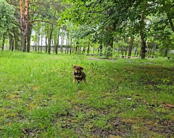 El sincero rescate de un cachorro indefenso por parte del hombre: una historia de supervivencia milagrosa-1