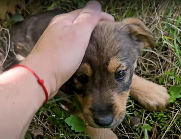 El sincero rescate de un cachorro indefenso por parte del hombre: una historia de supervivencia milagrosa-1