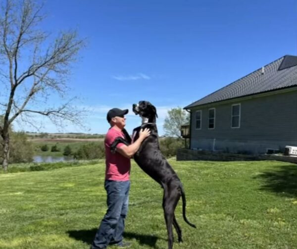 Meet the Gentle Giant: The Tallest Dog in Iowa's Heartwarming Journey-1