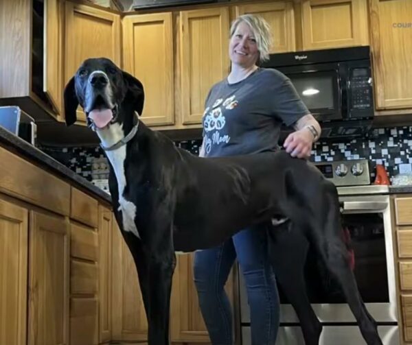 Conozca al gentil gigante: el perro más alto en el conmovedor viaje de Iowa-1