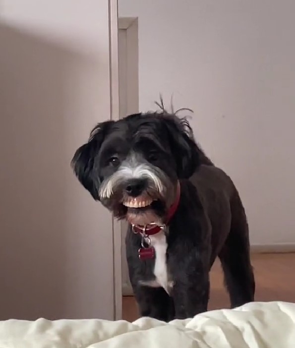 Mom Bursts into Laughter When Her Pup Sports a Hilarious New Look-1