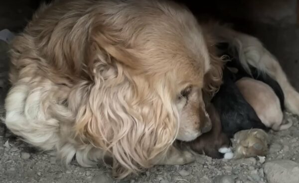 Mamá perra y sus cachorros abandonados: una historia de desamor y esperanza-1